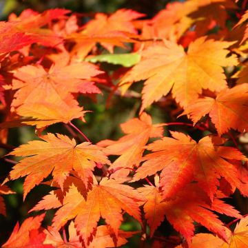 Érable du Japon - Acer japonicum Vitifolium