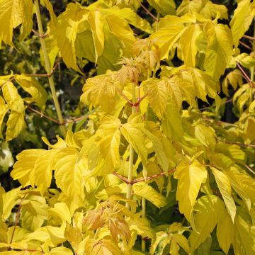 Acer negundo Auratum - Vederesdoorn