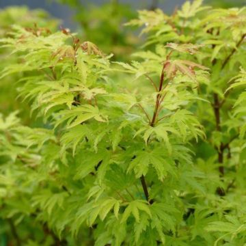 Acer palmatum Anne Irene - Japanse esdoorn