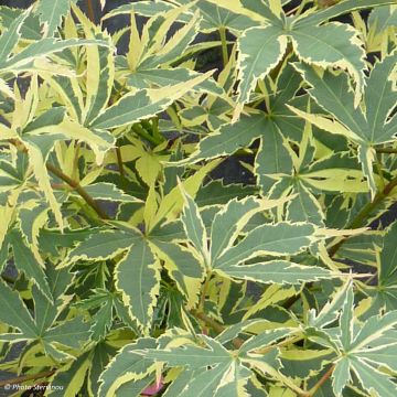 Acer palmatum Beni Shichihenge - Japanse esdoorn