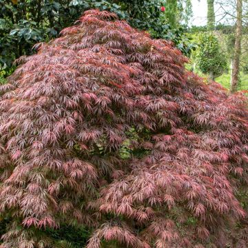 Acer palmatum Dissectum Atropurpureum - Japanse esdoorn