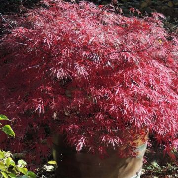 Acer palmatum var. dissectum Firecracker - Japanse esdoorn