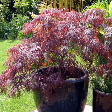 Acer palmatum Inaba-Shidare - Japanse esdoorn