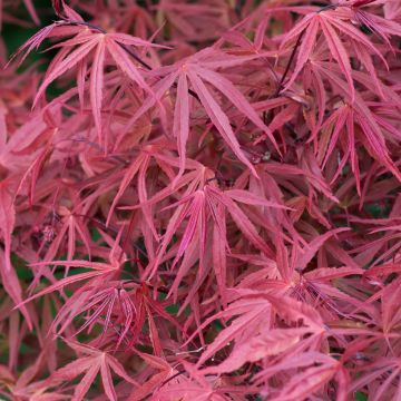 Acer palmatum Red Pygmy - Japanse esdoorn