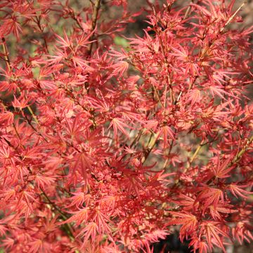 Acer palmatum Wilsons Pink Dwarf - Japanse esdoorn