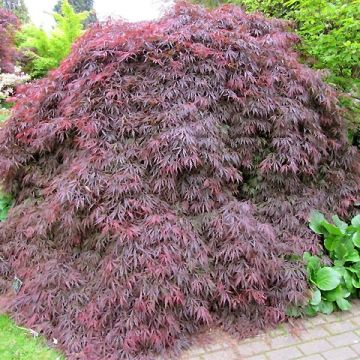 Acer palmatum Dissectum Atropurpureum - Japanse esdoorn