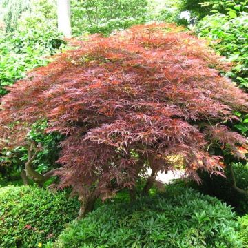Acer palmatum Dissectum Garnet - Japanse esdoorn