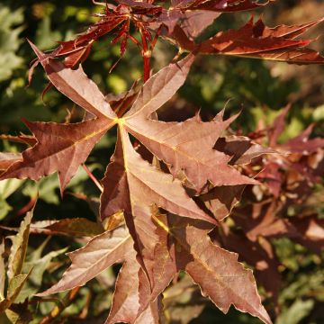 Acer platanoides Dissectum - Noorse esdoorn