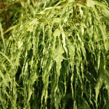 Acer platanoides Paldiski - Noorse esdoorn