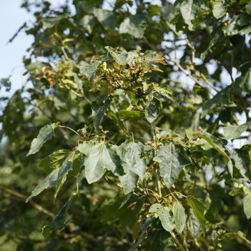 Acer platanoides Stollii - Noorse esdoorn