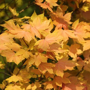 Acer pseudoplatanus Leats Cottage - Gewone esdoorn