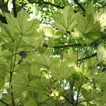 Acer pseudoplatanus Leopoldii - Bonte esdoorn