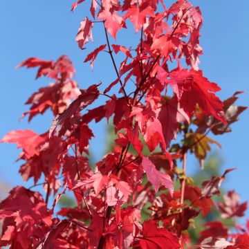 Acer rubrum Somerset - rode esdoorn