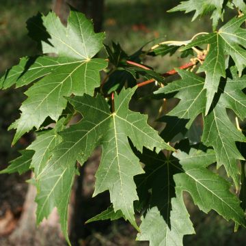 Acer saccharinum Laciniatum Wieri - Zilveresdoorn