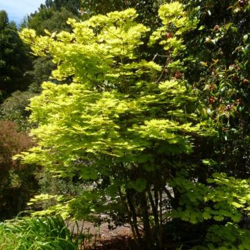 Acer shirasawanum Aureum - Japanse goudesdoorn