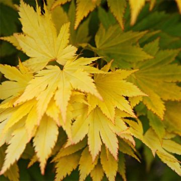Acer shirasawanum Jordan - Japanse esdoorn