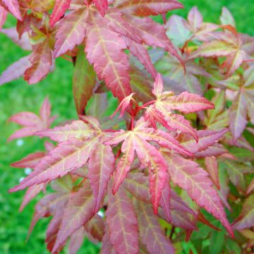 Acer palmatum Redwine - Japanse esdoorn