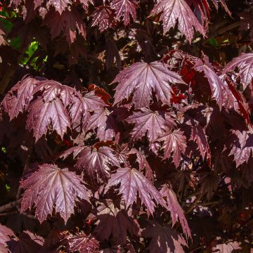 Acer platanoides Crimson Sentry - Noorse esdoorn