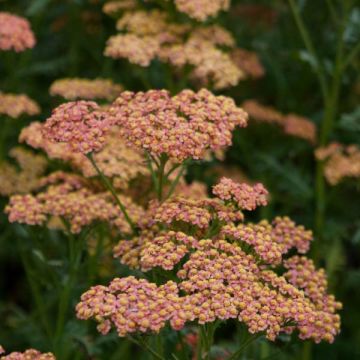 Achillea millefolium Walter Funcke - Duizendblad