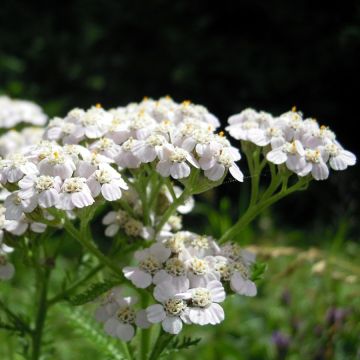 Achillea odorata - Wilde bertram