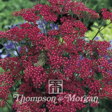 Achillea millefolium Cassis Rood Kers (zaad) - Duizendblad