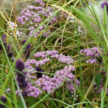 Achillea millefolium Chamois - Duizendblad