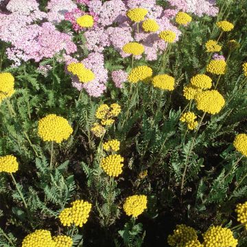 Achillea filipendulina Parker's Variety - Duizendblad