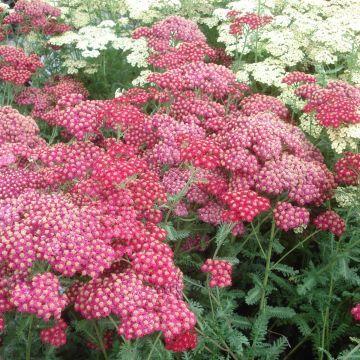 Achillea millefolium Red Velvet - Duizendblad