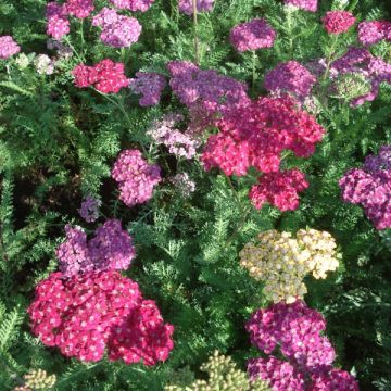 Achillea millefolium Saucy Seduction - Duizendblad