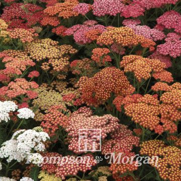 Achillea millefolium Summer Berries F2 (zaad) - Duizendblad