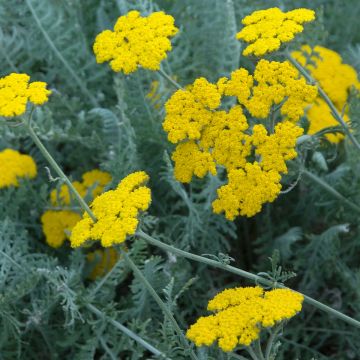 Achillea clypeolata - Duizendblad