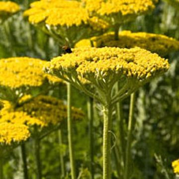 Achillea filipendulina Golden Plate - Duizendblad