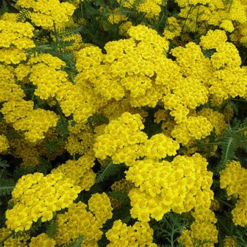 Achillea hybride Little Moonshine - Duizendblad