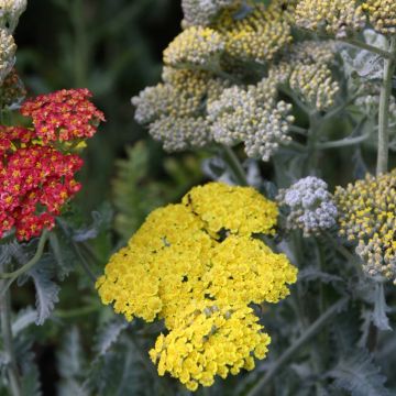 Achillea hybride Little Moonshine - Duizendblad