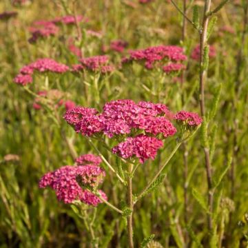 Achillea millefolium Velours - Duizendblad