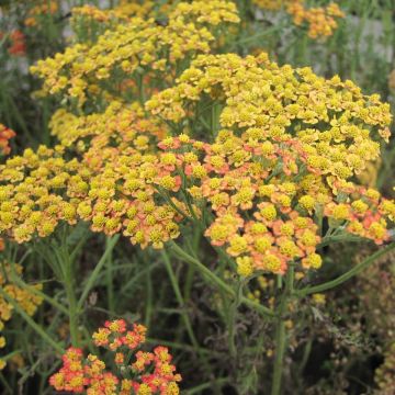 Achillea millefolium Feuerland - Duizendblad