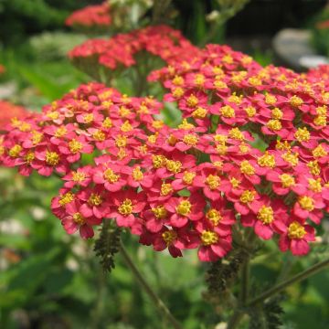 Achillea millefolium Paprika - Duizendblad