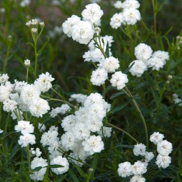 Achillea ptarmica Boule de Neige - Wilde bertram