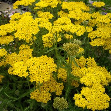 Achillea tomentosa - Duizendblad