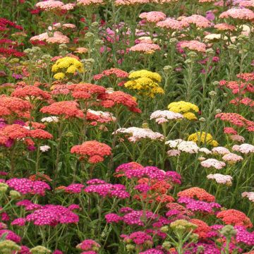 Achillea millefolium Summer Pastels F2 Mix (zaad) - Duizendblad
