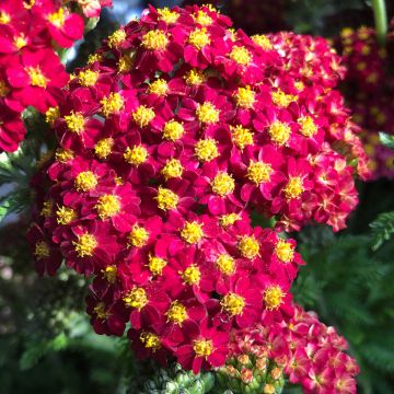 Achillea millefolium Desert Eve Red - Duizendblad