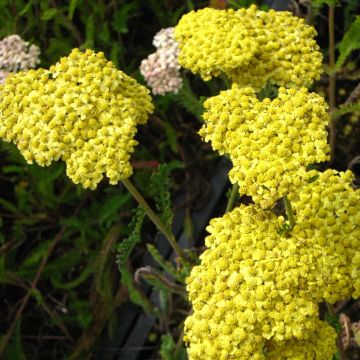 Achillea filipendulina Helios - Duizendblad