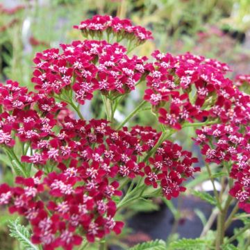 Achillea millefolium Cassis - Duizendblad