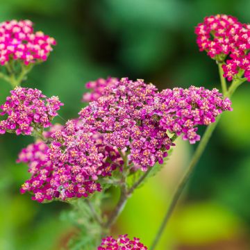 Achillea millefolium Cassis - Duizendblad