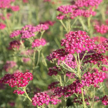 Achillea millefolium Sammetriese - Duizendblad