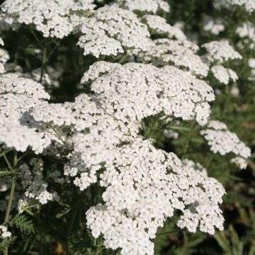 Achillea millefolium Schneetaler - Duizendblad