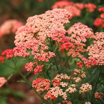 Achillea millefolium Apricot Delight - Duizendblad