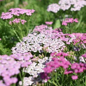 Achillea millefolium Lilac Beauty - Duizendblad