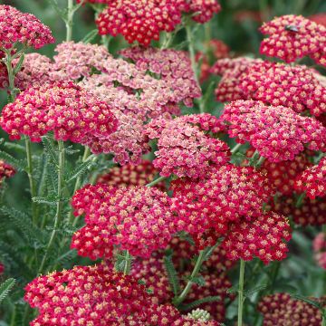 Achillea millefolium The Beacon - Duizendblad