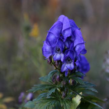 Aconitum fischeri - Azuren monnikskap